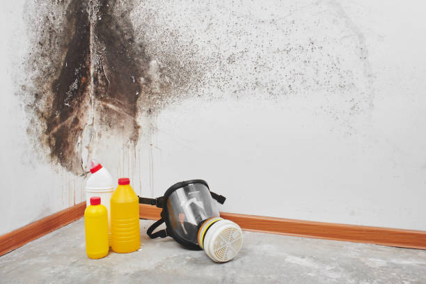 Best Mold removal after water damage  in Paradise Hills, NM